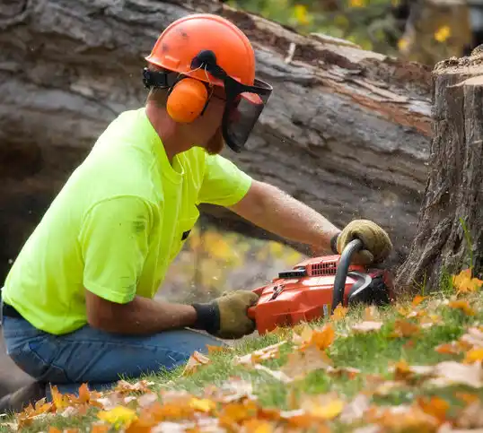 tree services Belfast